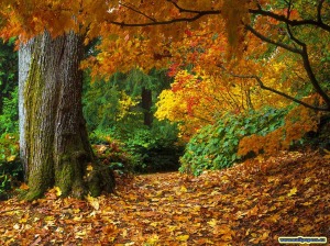 fall-of-autumn-leaves-wallpaper